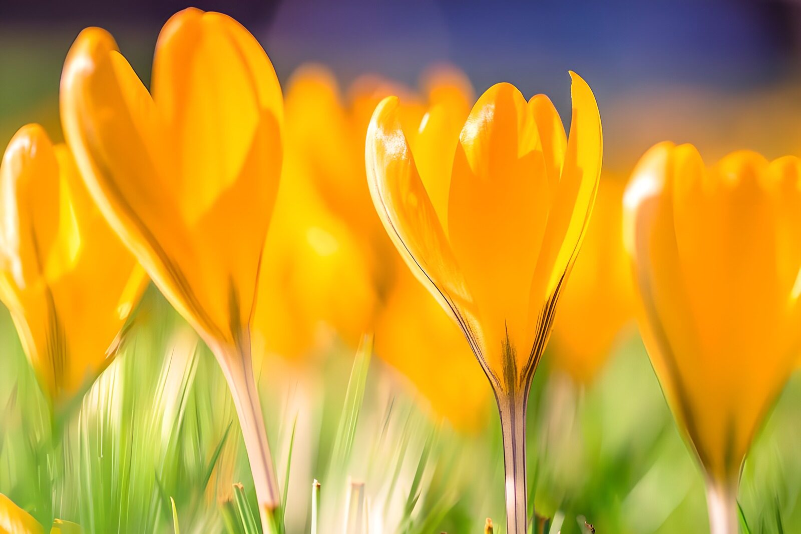 OCCOM1151675: Bright Yellow Crocuses in Bloom