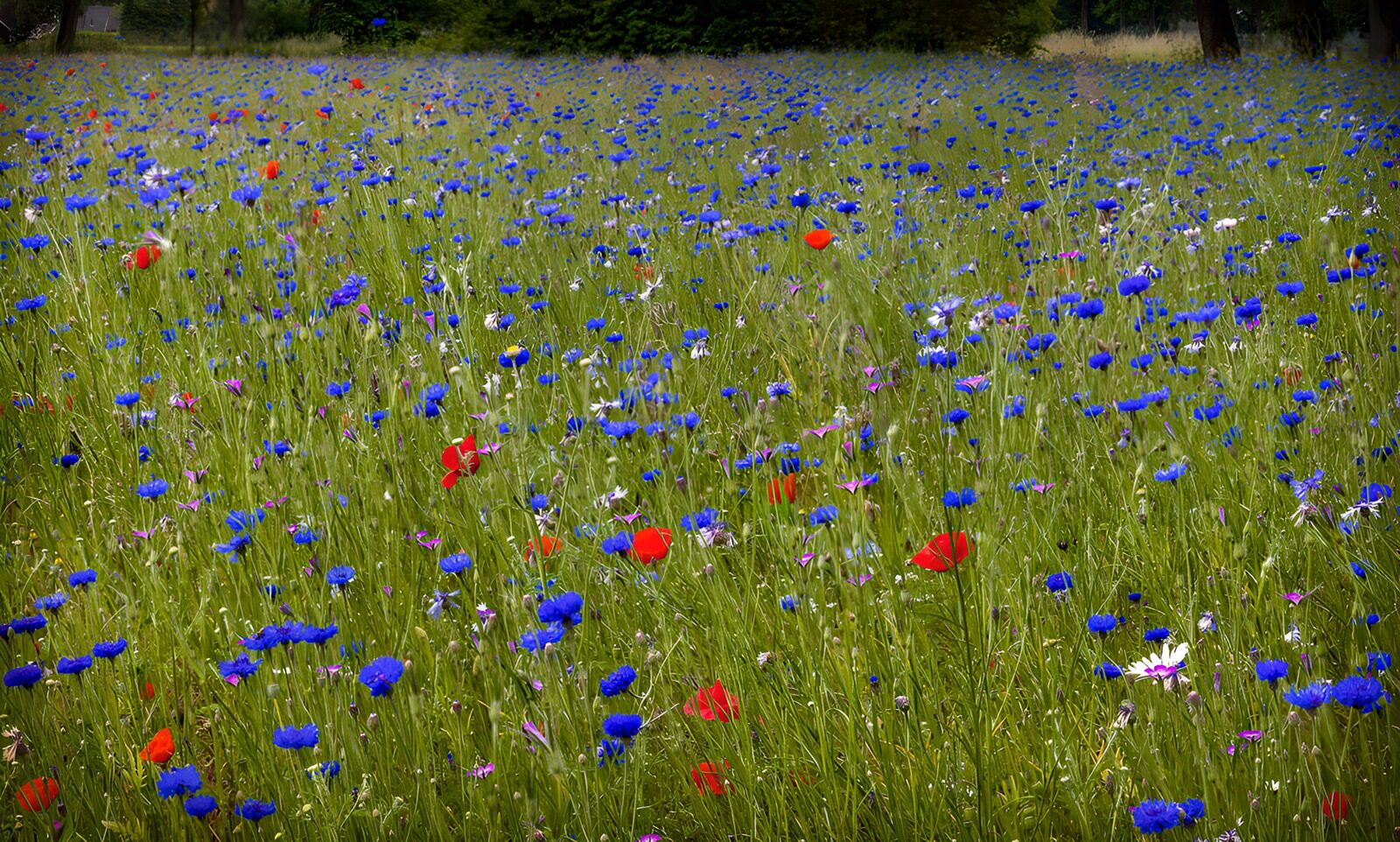 OCCOM9545020: Vibrant Wildflower Meadow