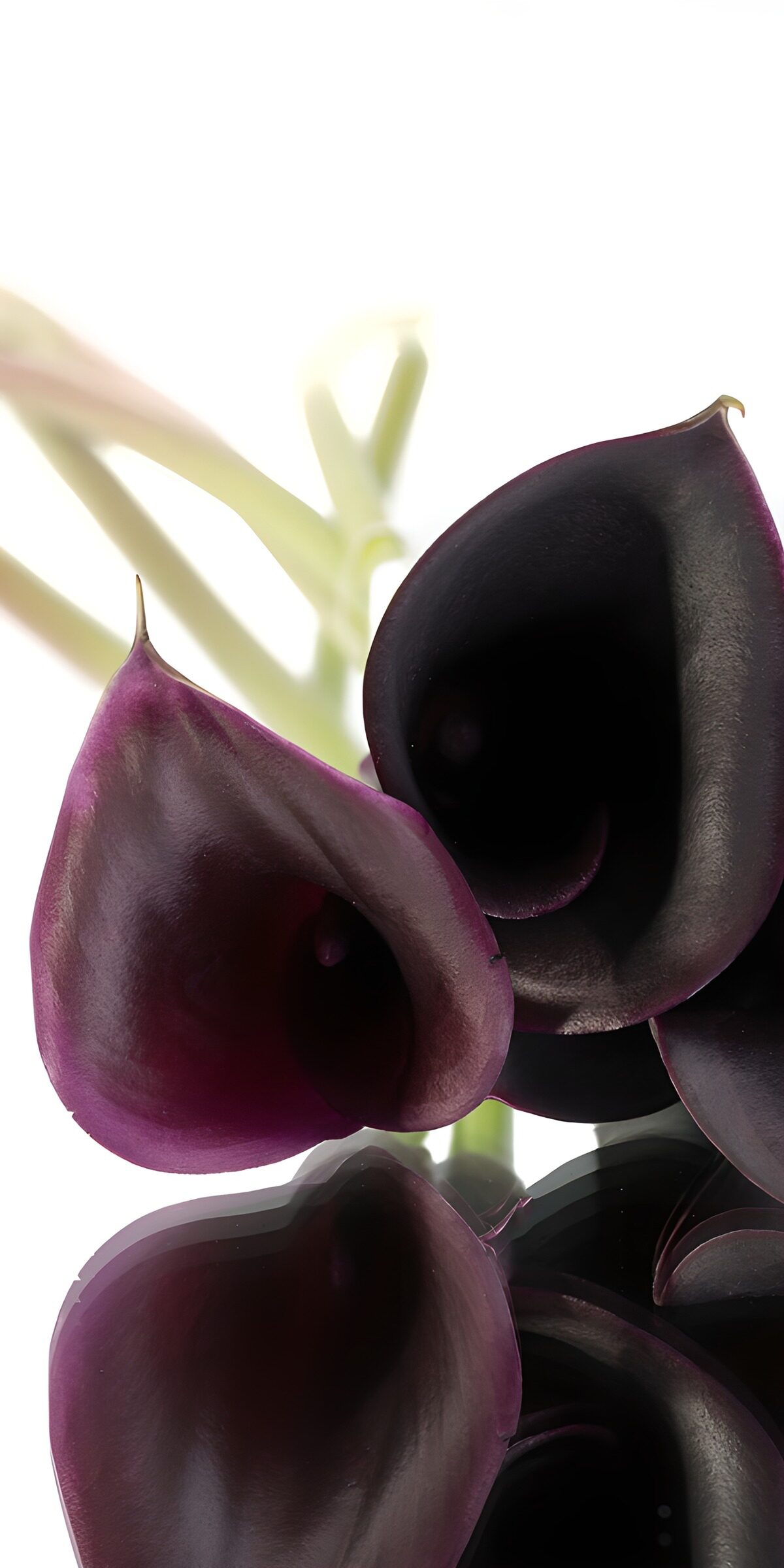 OCCOM7520464: Elegant Purple Calla Lily Close-Up