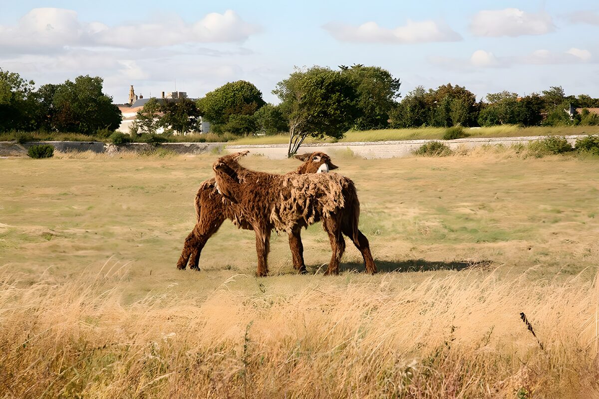 Two Unique Cows in a Field