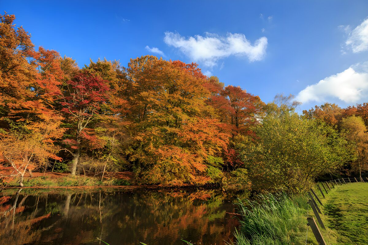 Autumn Reflections by the River