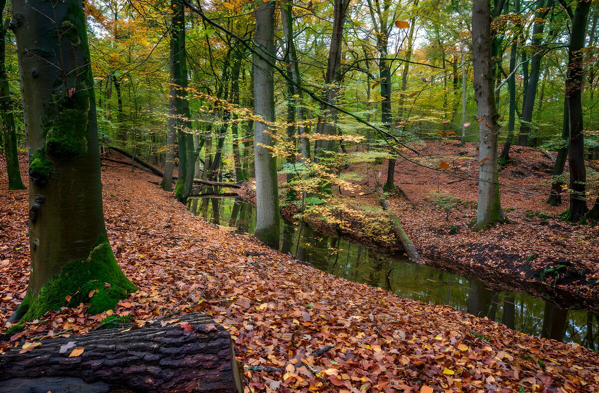 Tranquil Autumn Forest Scene