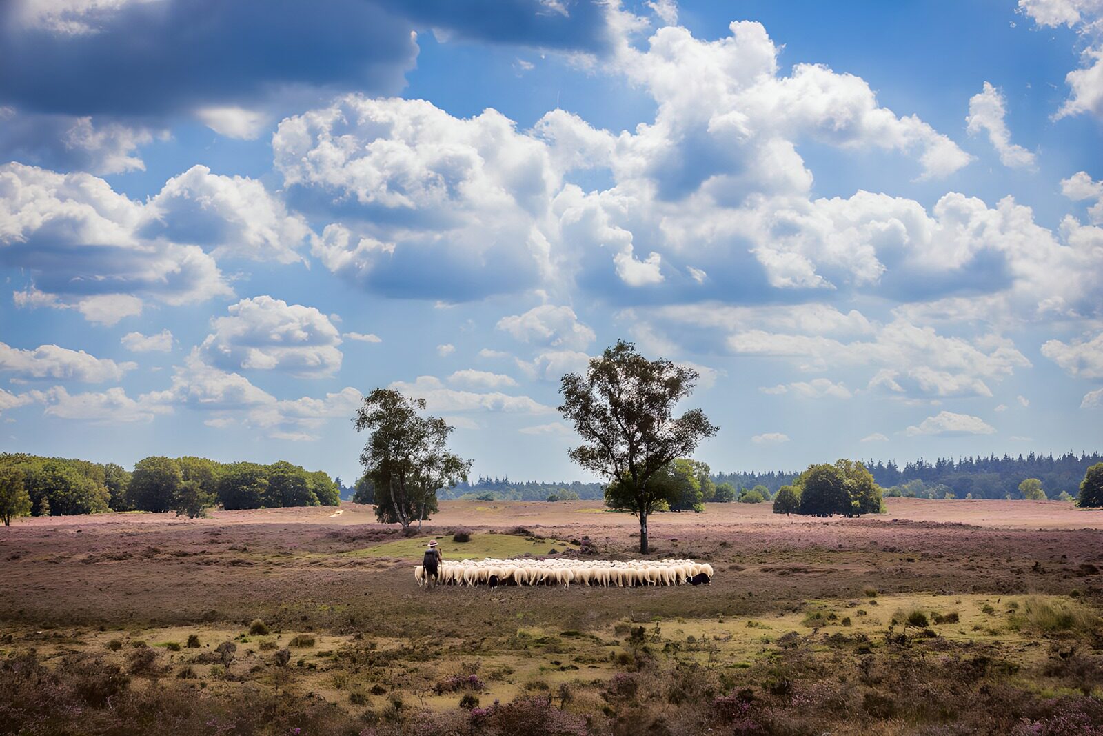 OCCOM6394047: Serene Landscape with Grazing Sheep