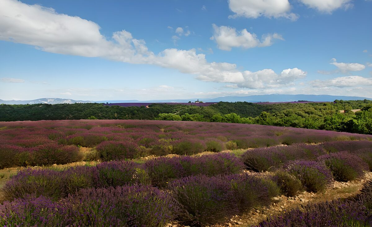 Lavender Fields Under a Blue Sky