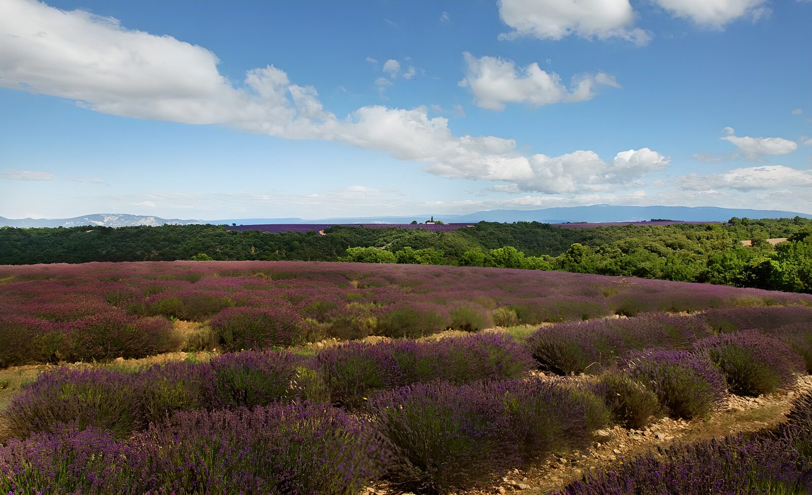 OCCOM5076814: Lavender Fields Under a Blue Sky
