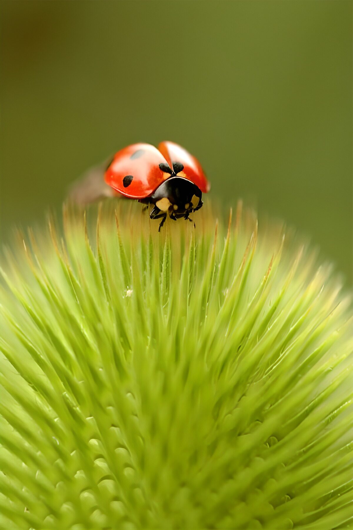 Ladybug on a Spiky Green Pod