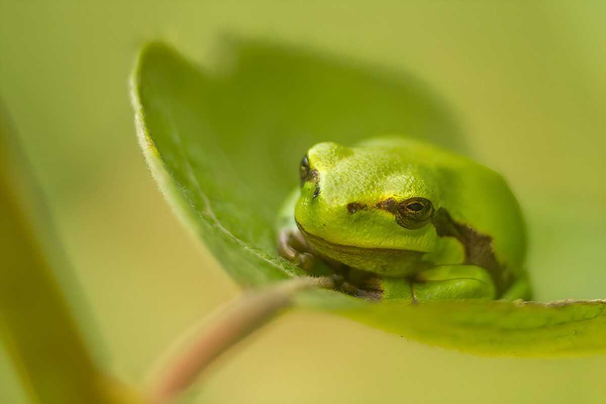 OCCOM1244088: Green Frog Resting on a Leaf