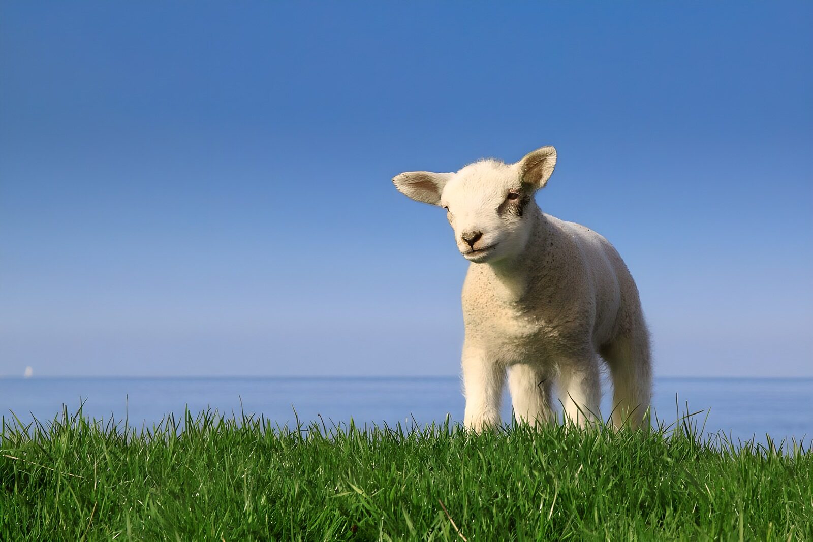 OCCOM1362156: Playful Lamb Against a Clear Blue Sky