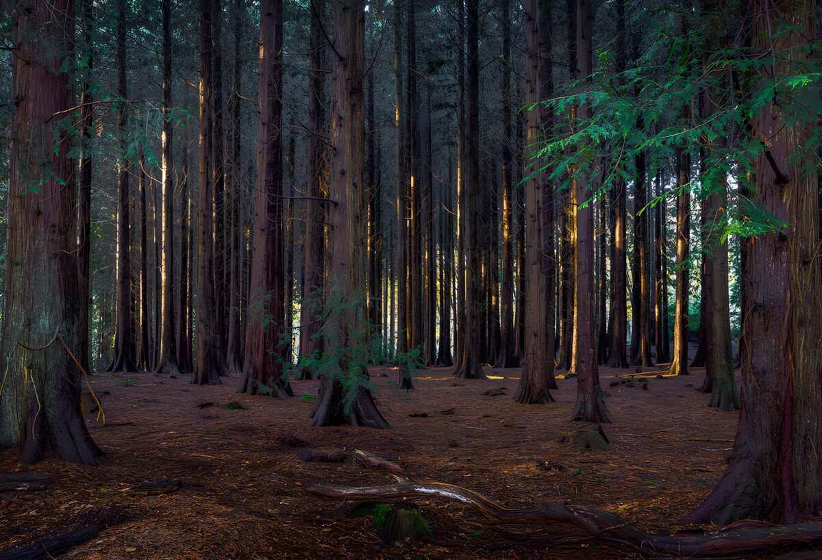 OCCOM4553822: Enchanted Forest at Dusk
