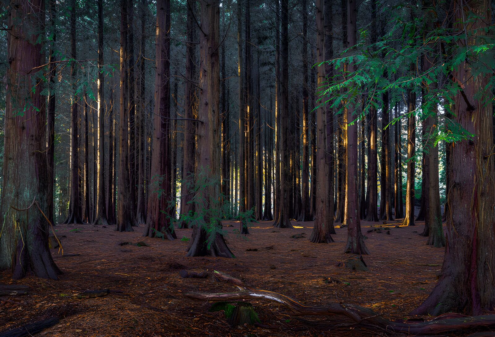 OCCOM4553822: Enchanted Forest at Dusk
