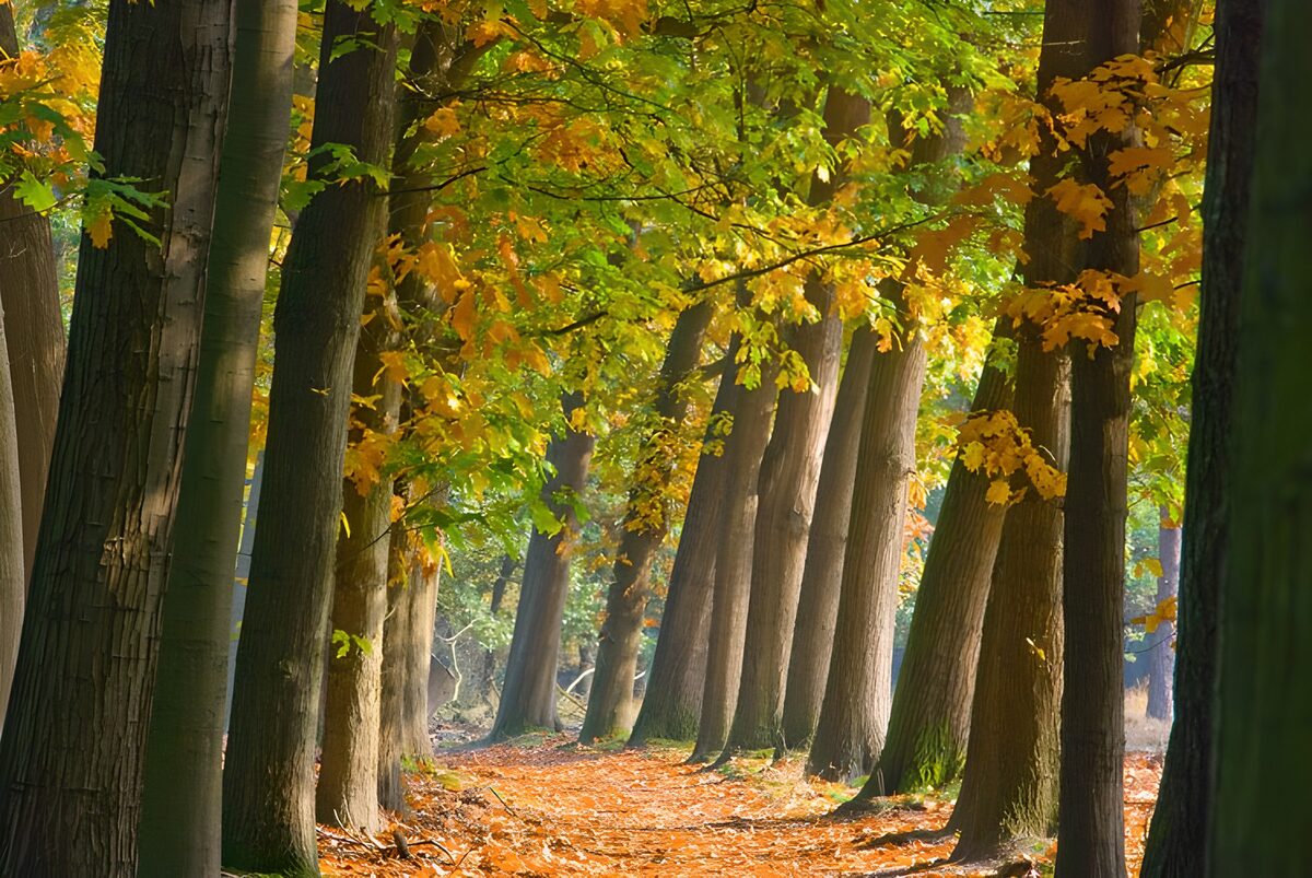 Vibrant Autumn Forest Path