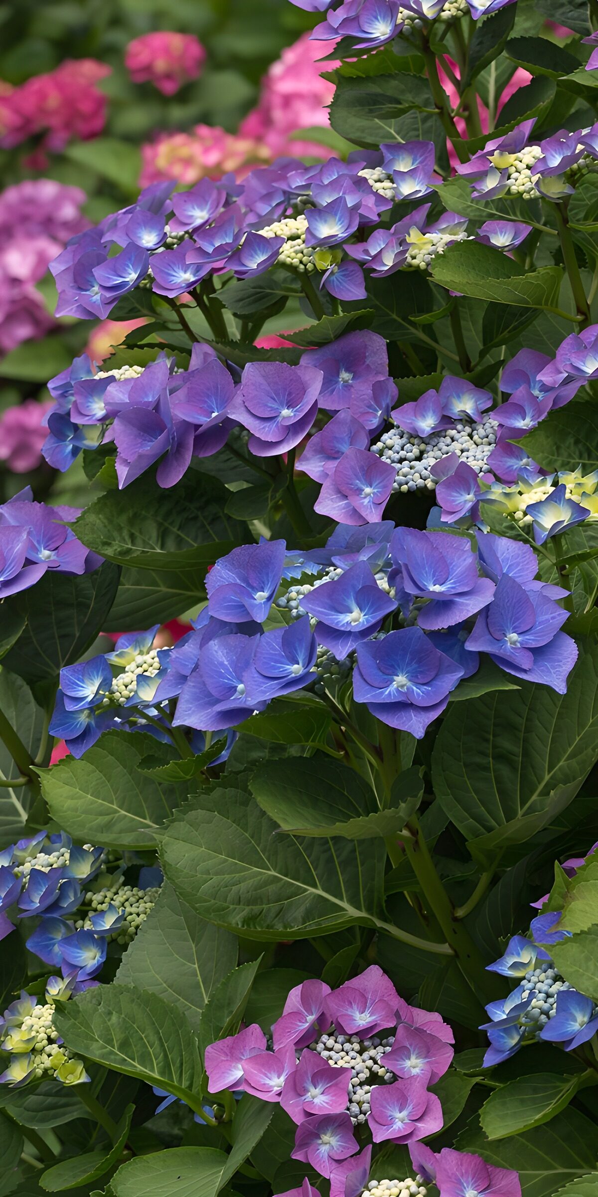 OCCOM5354296: Vibrant Hydrangea Blossoms