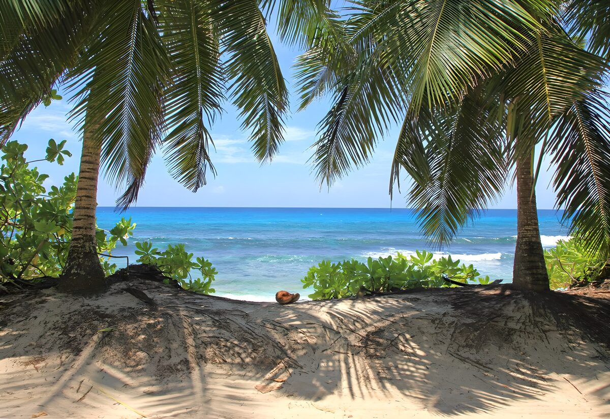 OCCOM2213968: Tropical Paradise by the Shore