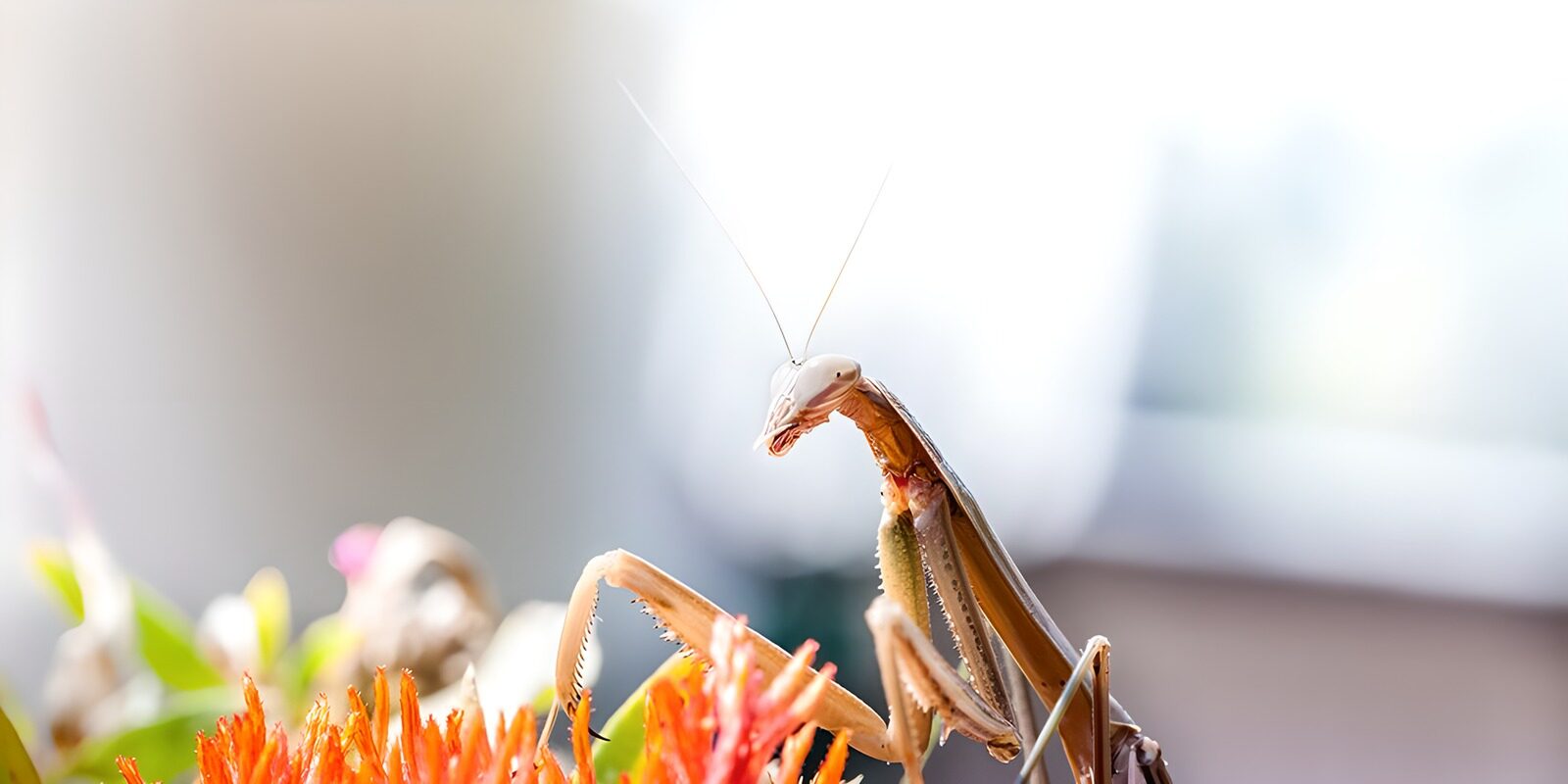 OCCOM7155005: Praying Mantis in Blooming Garden