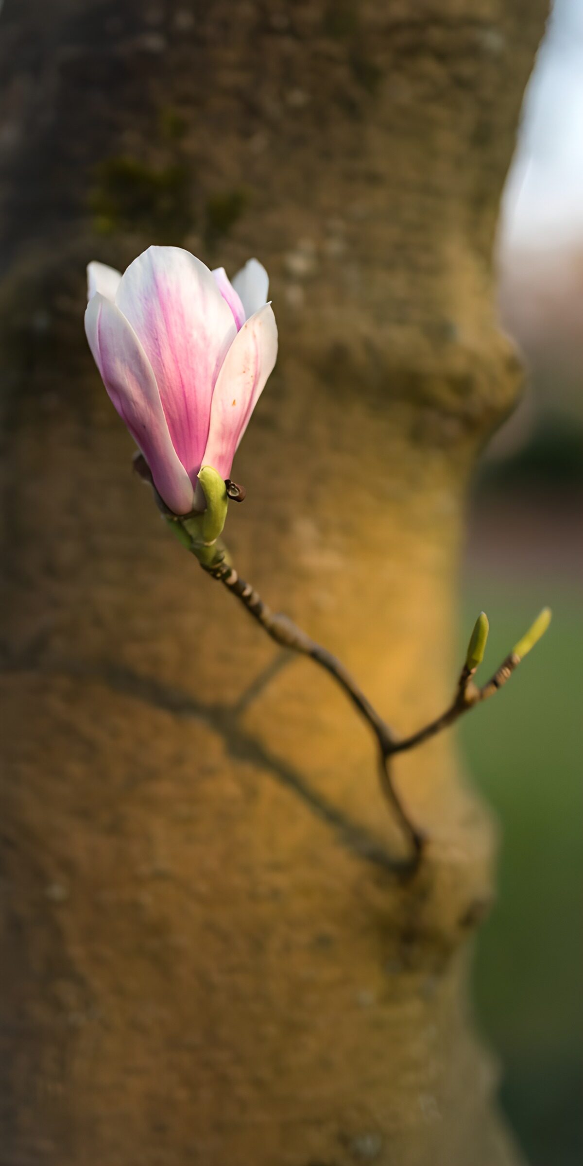 OCCOM3325584: Blossoming Magnolia on Tree Bark