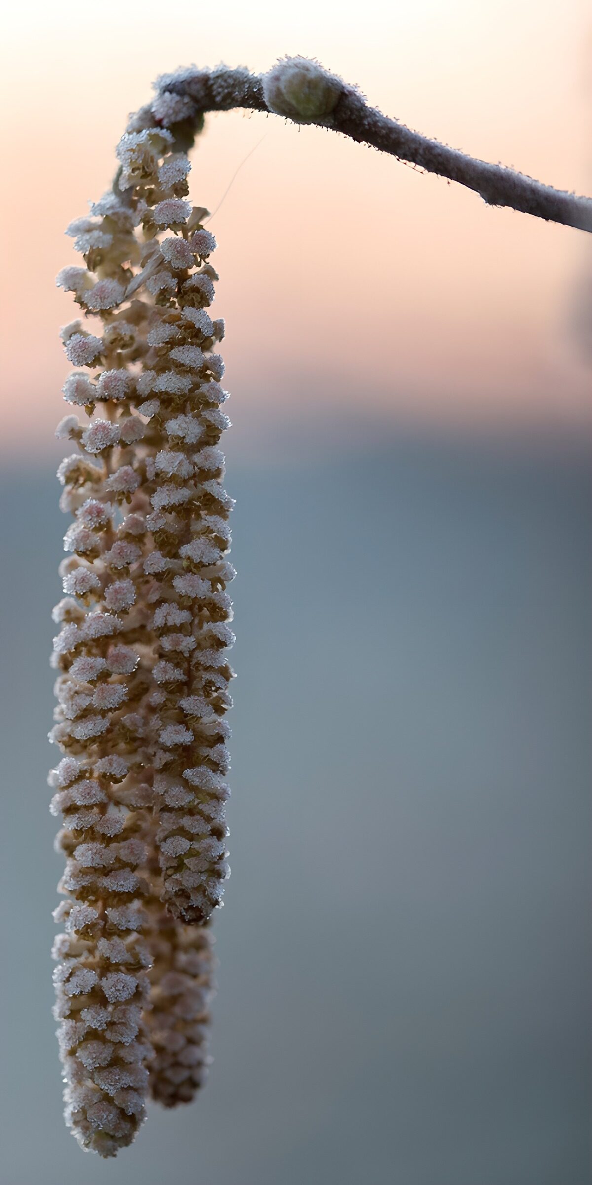 Frosted Flower in Morning Light