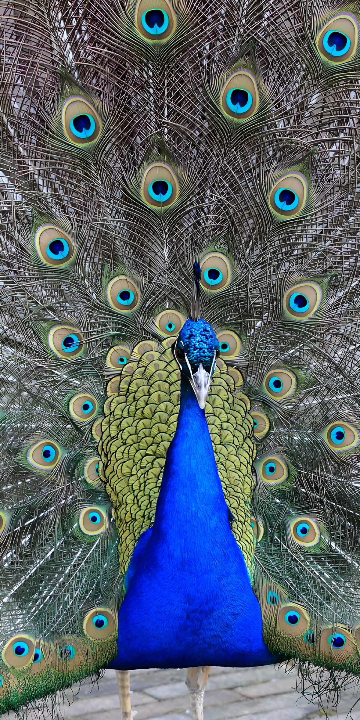 OCCOM7098264: Majestic Peacock Display