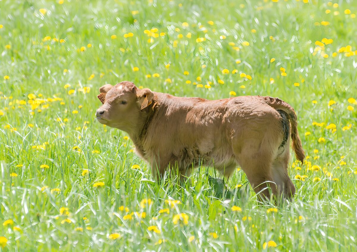 Playful Calf in a Flowering Field