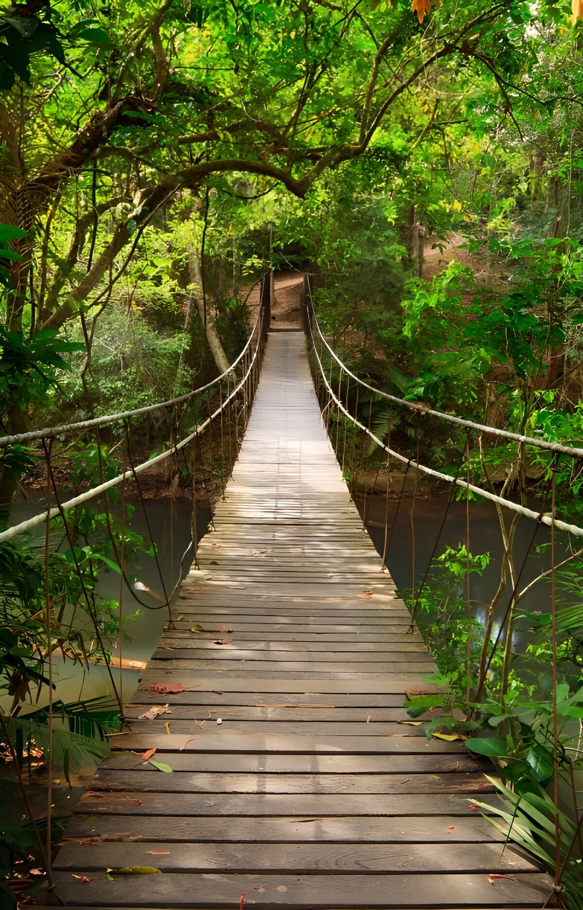 OCCOM5271618: Tranquil Forest Bridge
