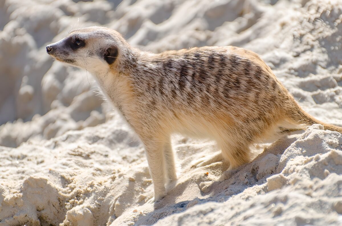 Curious Meerkat on Sandy Ground