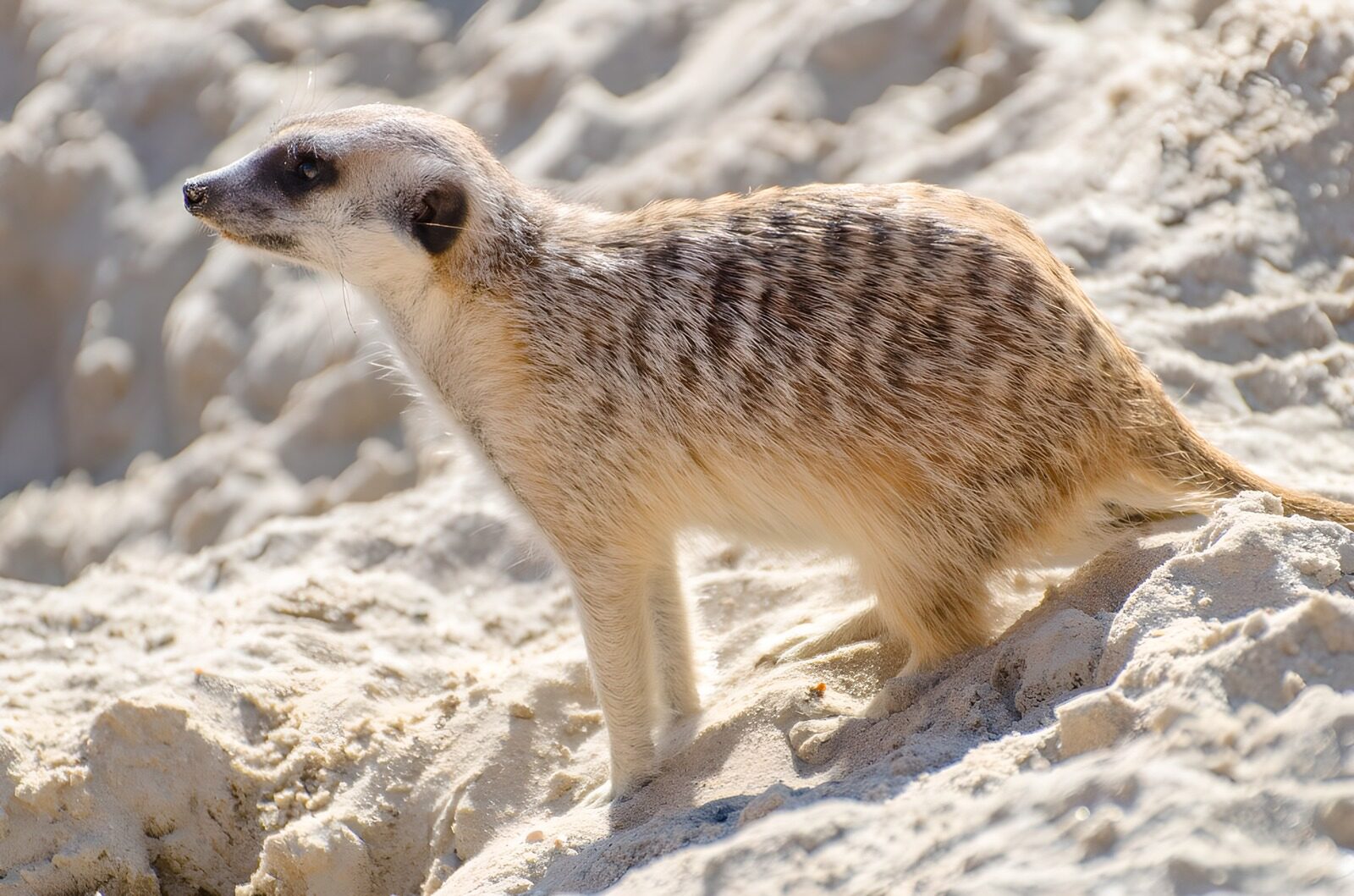 OCCOM3268801: Curious Meerkat on Sandy Ground