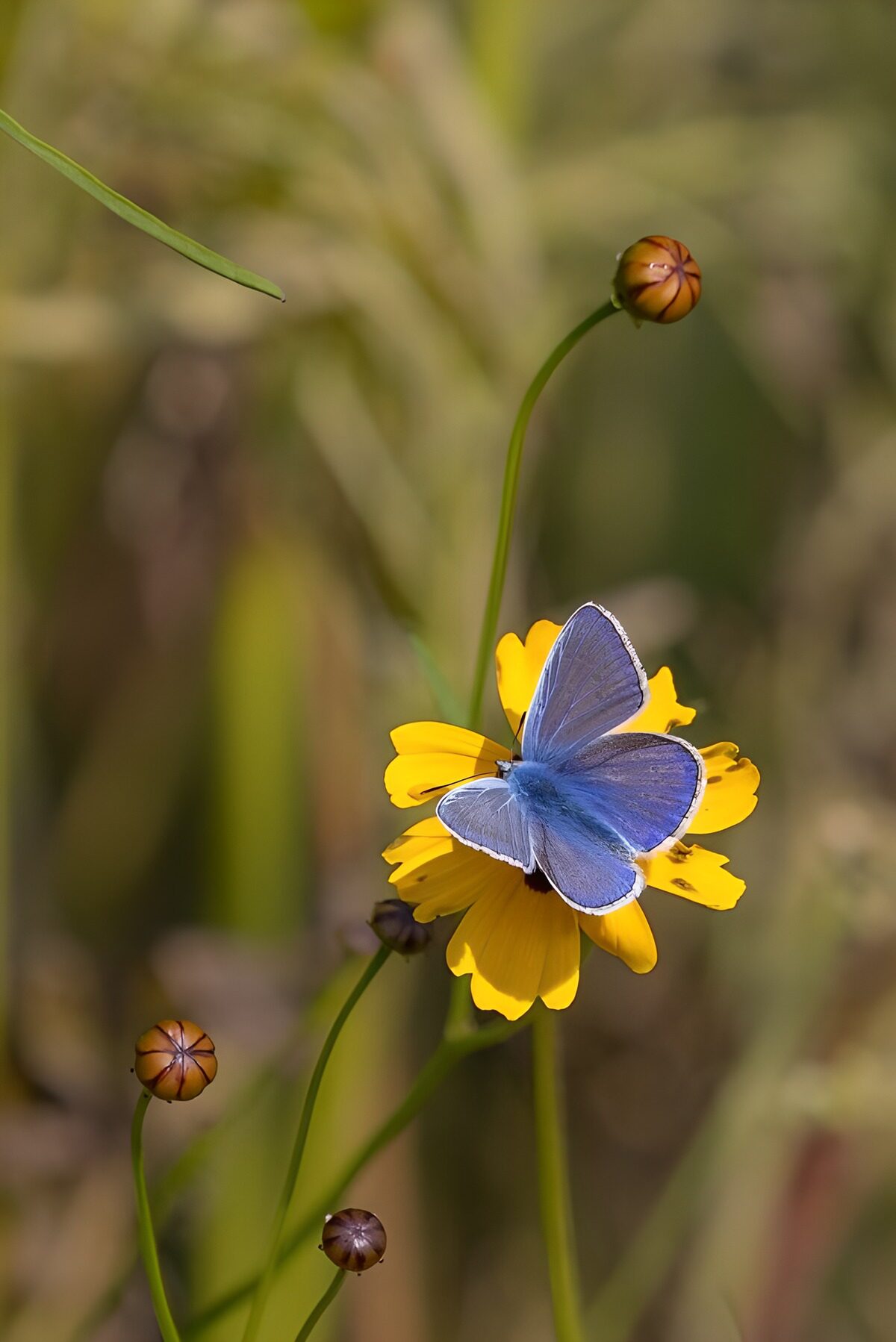 Delicate Blue Butterfly on Yellow Flower