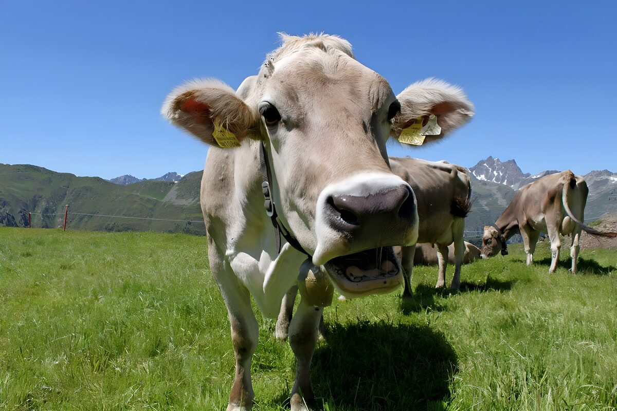 Playful Cow in Sunny Pasture