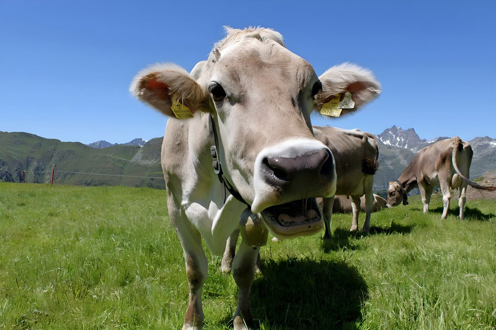 OCCOM3728539: Playful Cow in Sunny Pasture