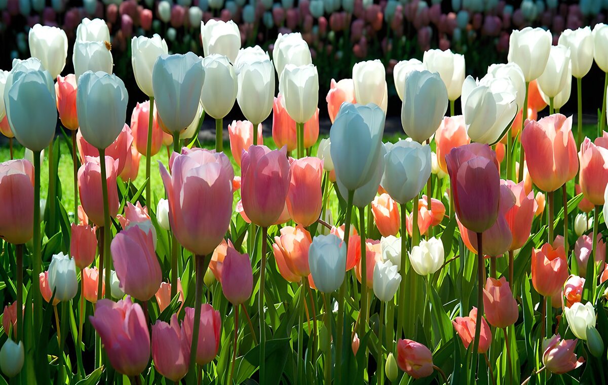 Vibrant Tulip Garden in Bloom