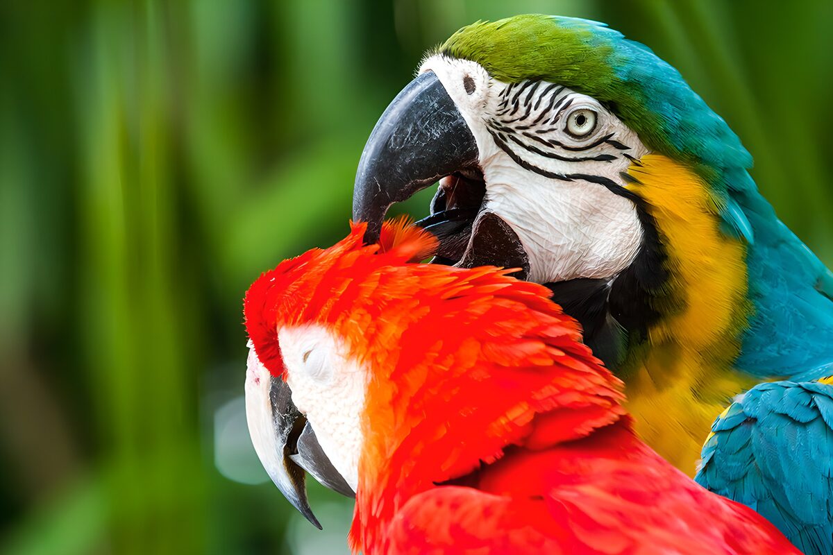 Vibrant Parrots in Harmony