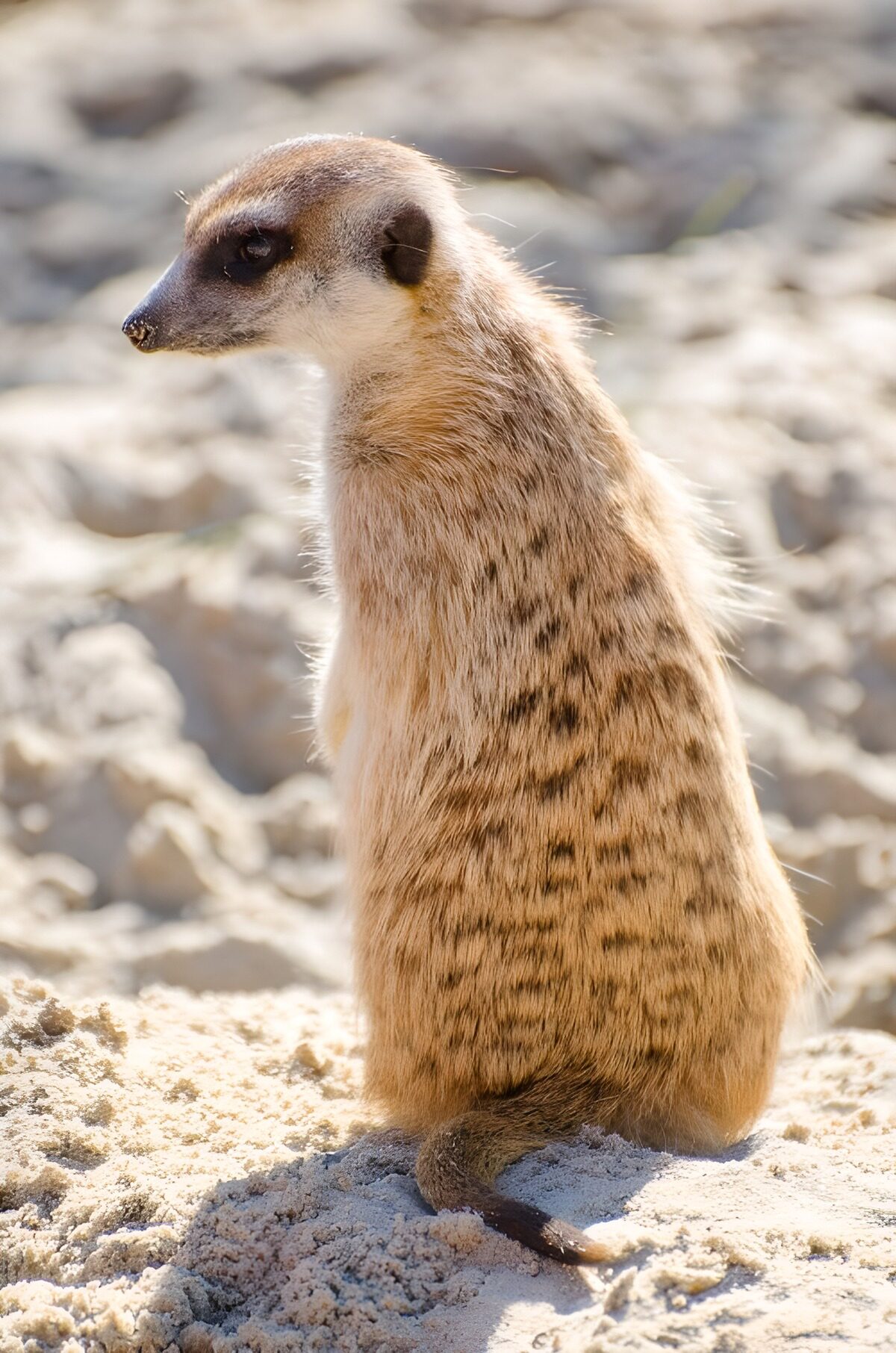 OCCOM5343645: Curious Meerkat on the Lookout