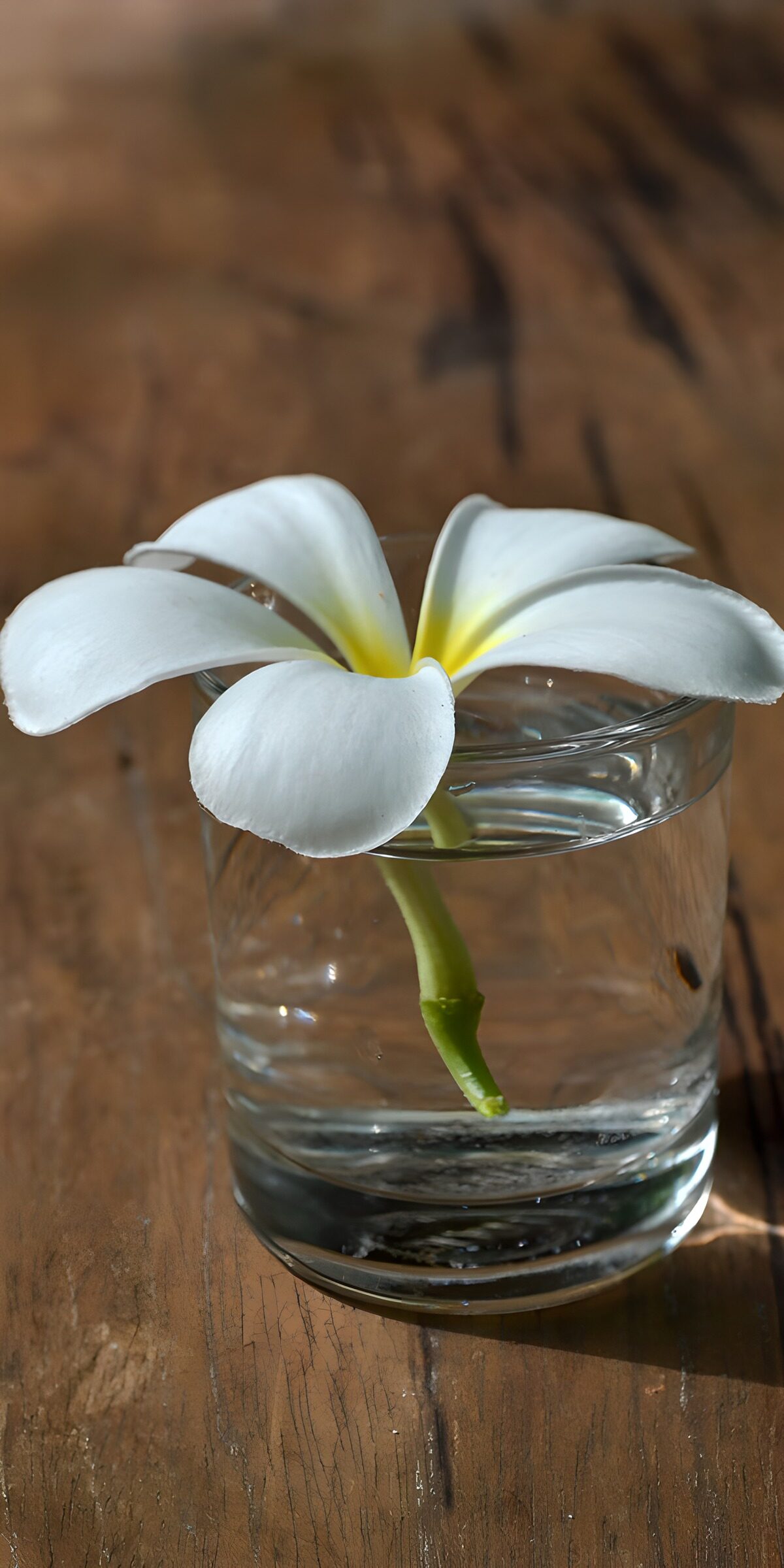 OCCOM1252468: Elegant White Flower in Water