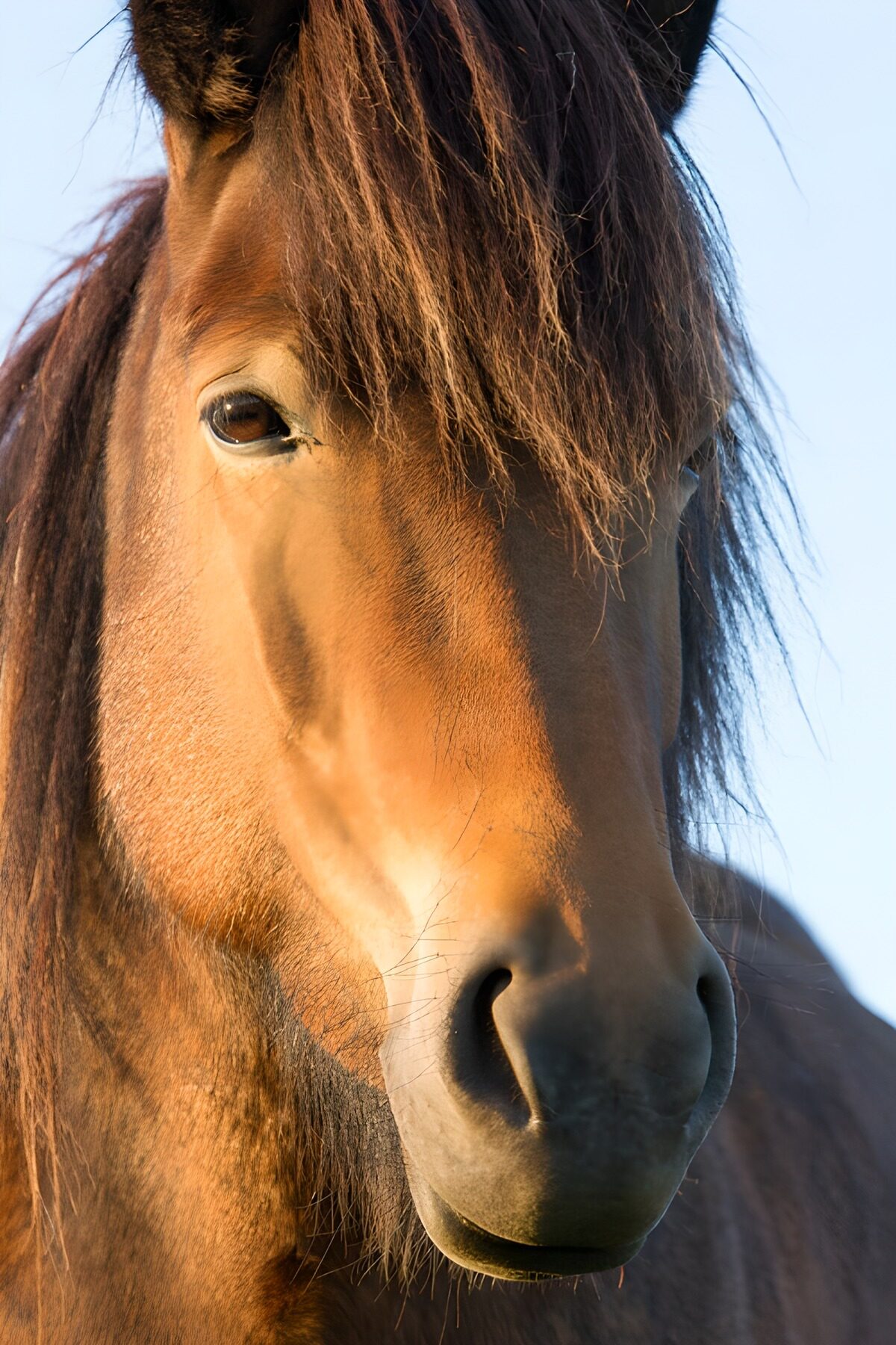 OCCOM5060744: Majestic Horse Portrait