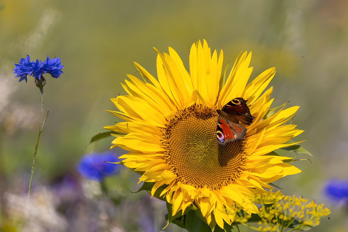 Butterfly on a Vibrant Sunflower