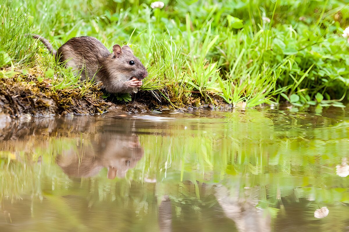 Curious Rodent by the Water's Edge