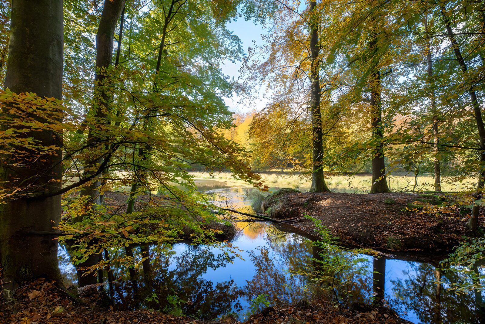 OCCOM8540984: Serene Autumn Reflection in the Forest