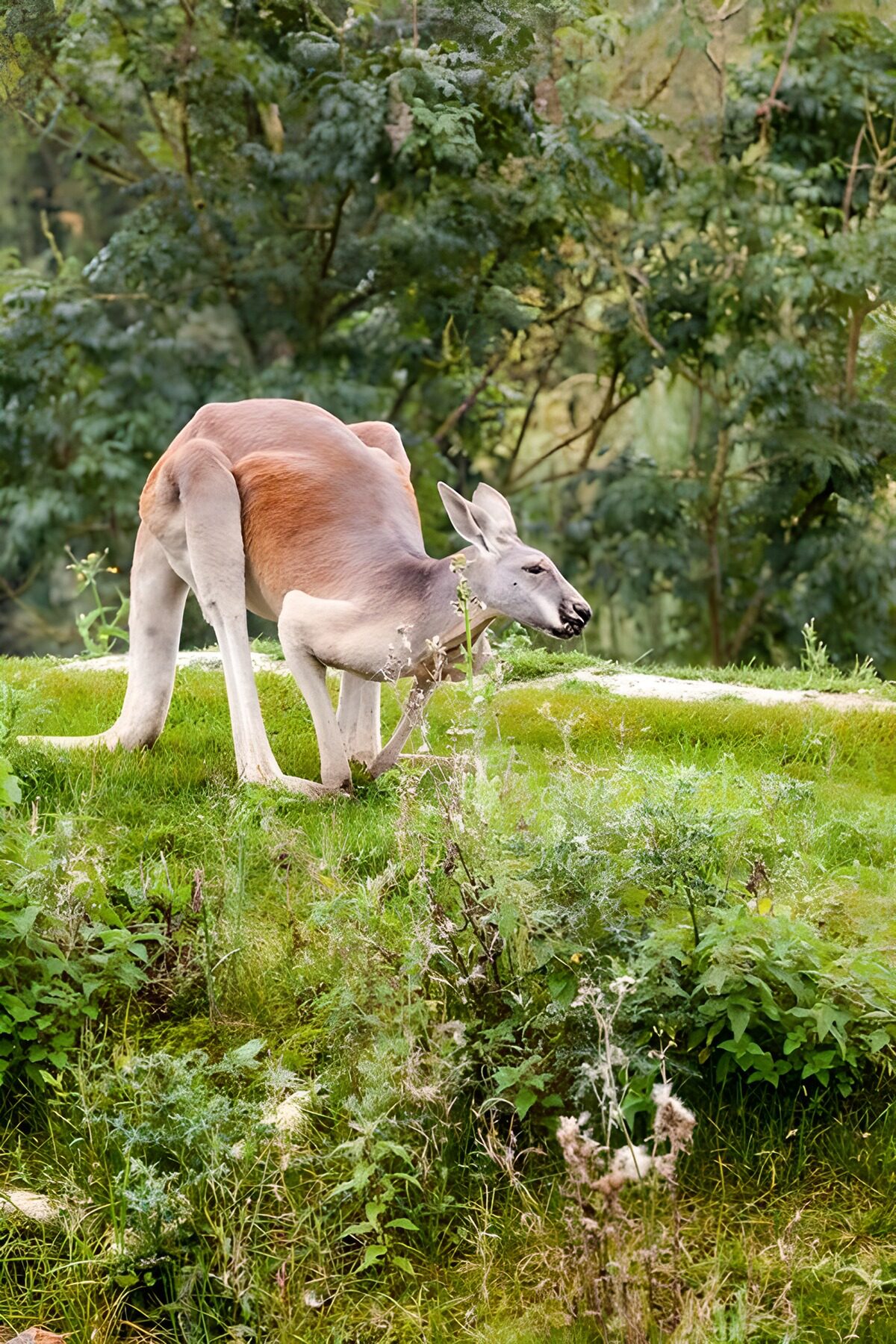OCCOM8450805: Grazing Kangaroo in Nature