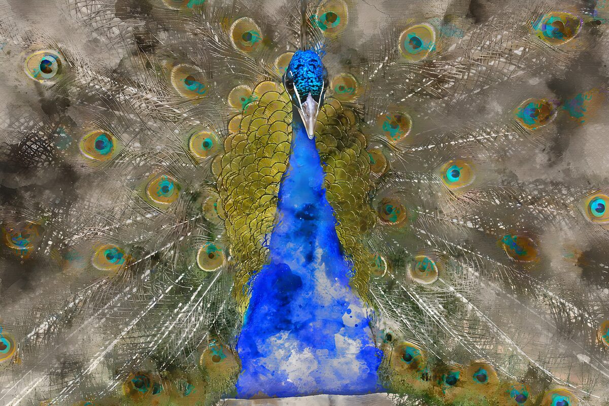 Majestic Peacock Display