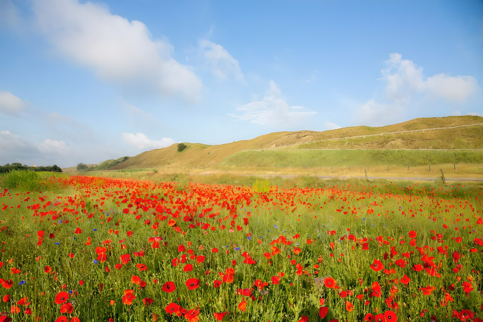 OCCOM3497676: Vibrant Field of Poppies
