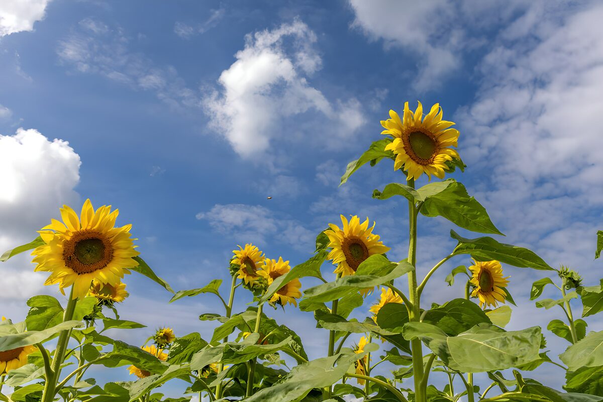 OCCOM5929962: Bright Sunflowers Under a Blue Sky