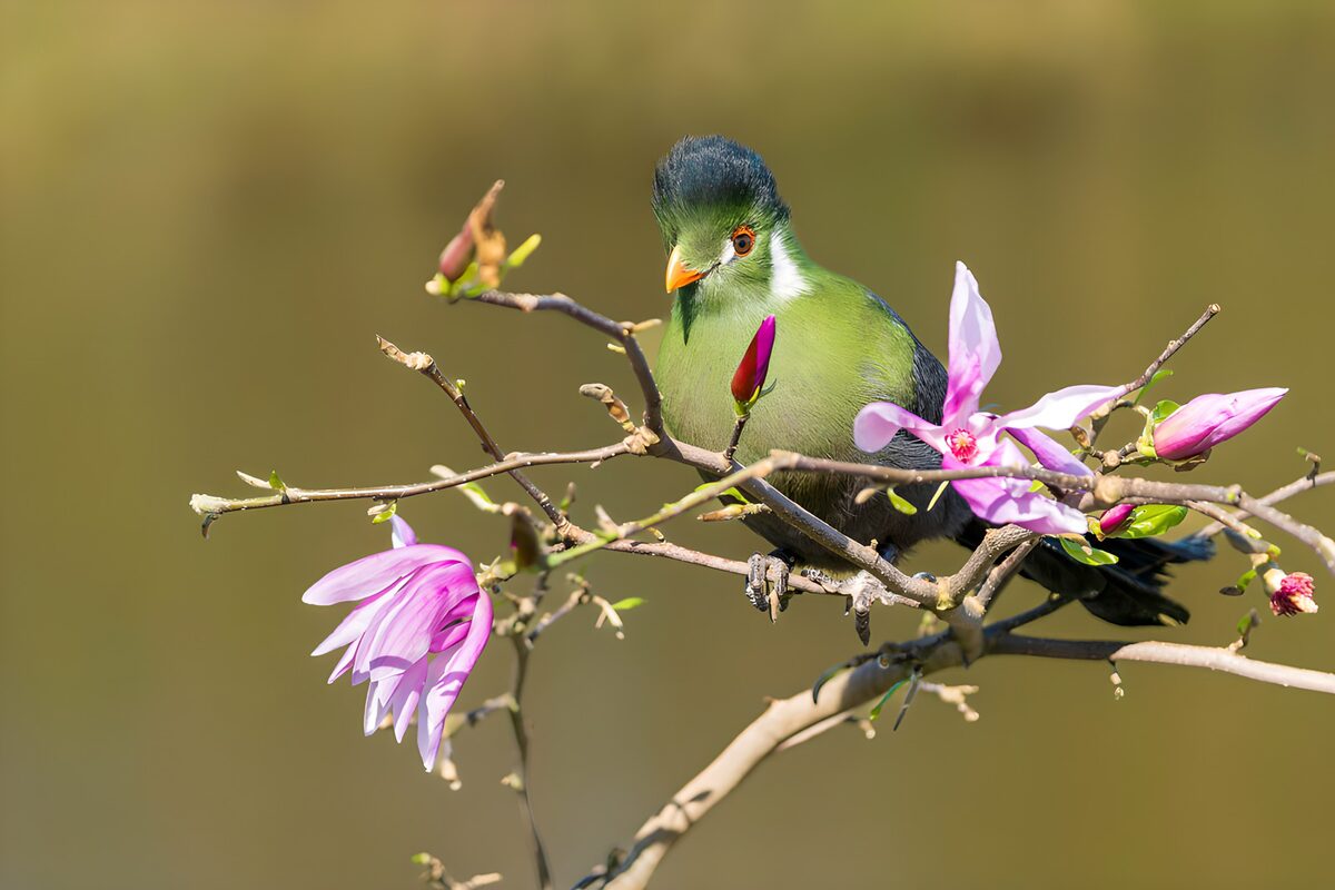 OCCOM2677571: Vibrant Bird Amid Blossoming Flowers