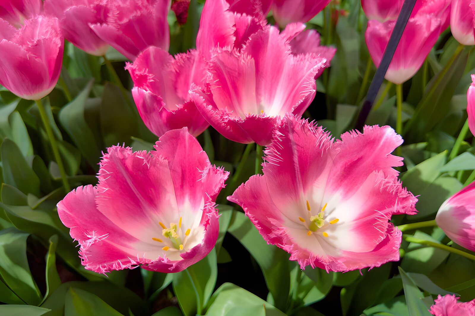 OCCOM1435291: Bright Pink Fringed Tulips in Bloom
