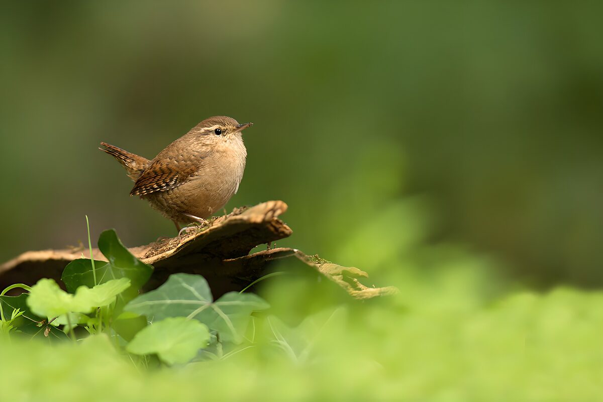 Small Bird on a Leafy Perch