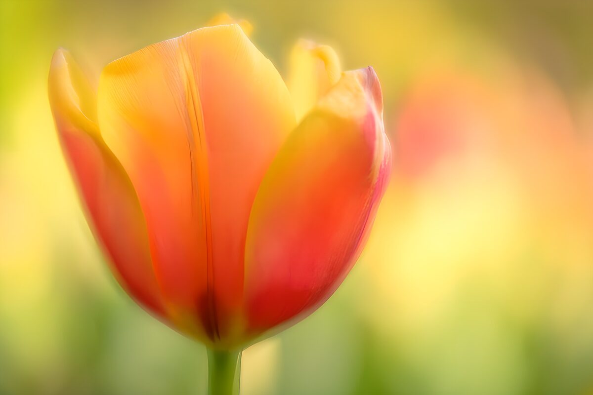 Vibrant Tulip in Soft Bloom