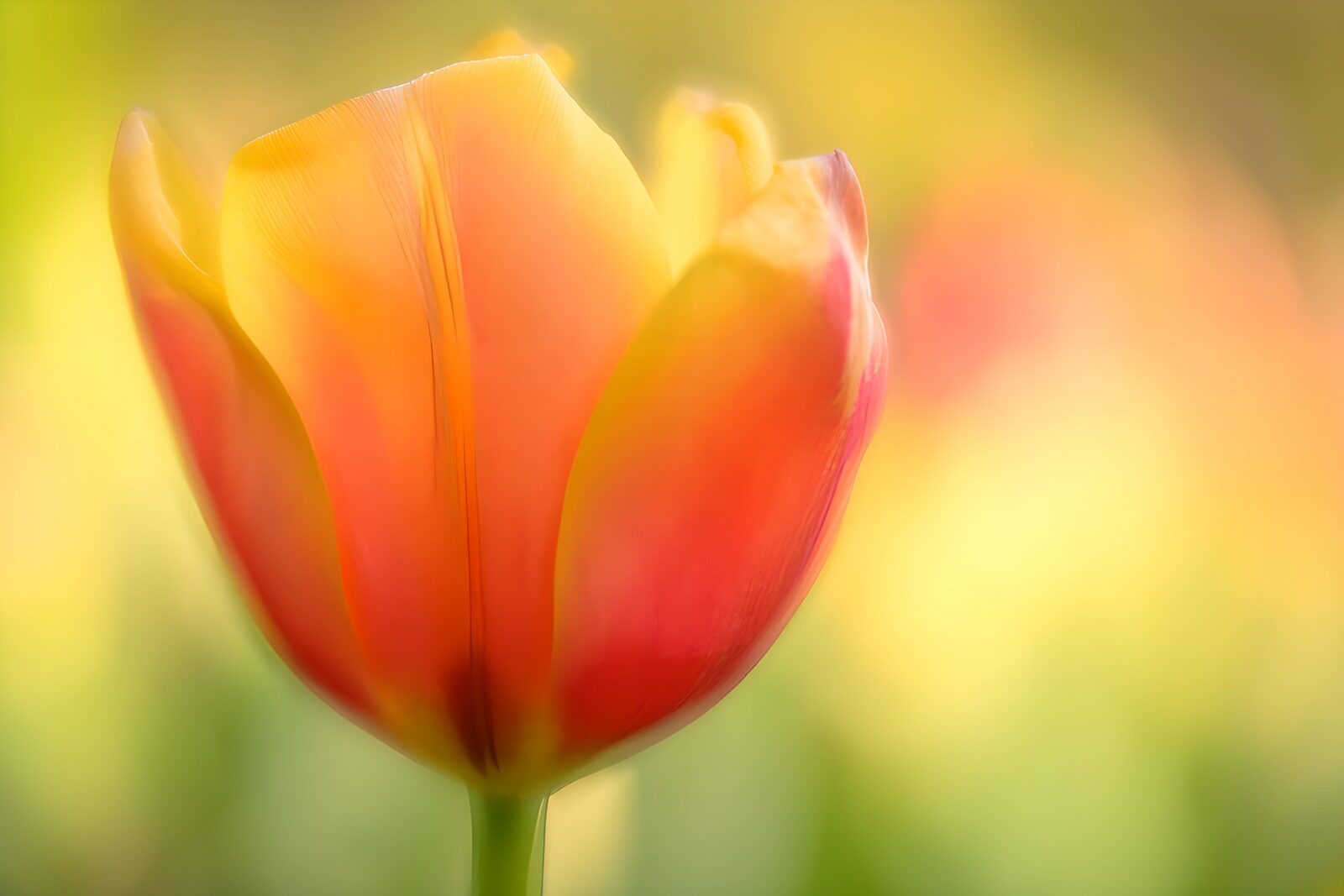 OCCOM9720003: Vibrant Tulip in Soft Bloom