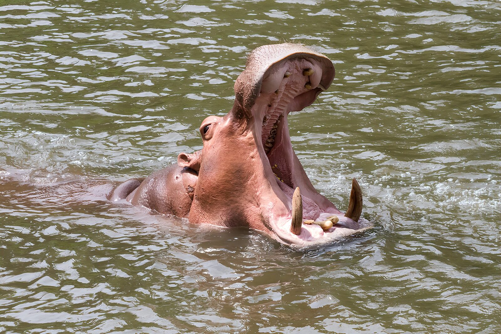 OCCOM5055735: Majestic Hippo in a Waterhole