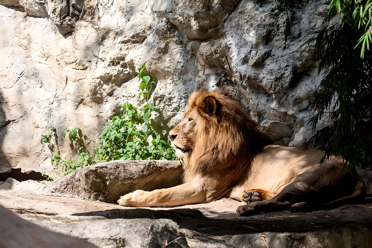 Majestic Lion Relaxing in the Sun