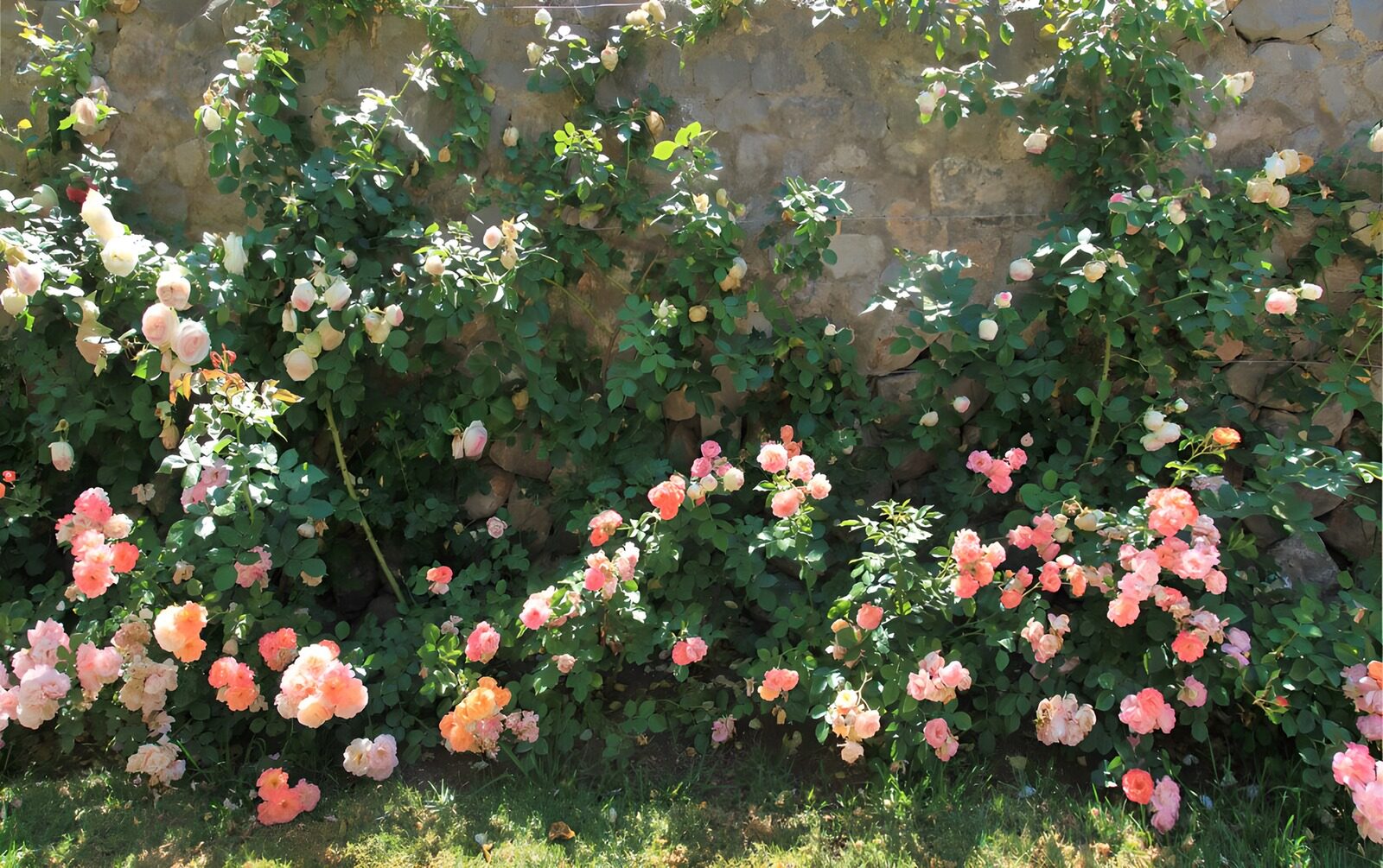 OCCOM7035496: Blooming Roses Against a Stone Wall