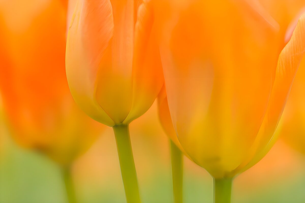 Vibrant Orange Tulips in Bloom