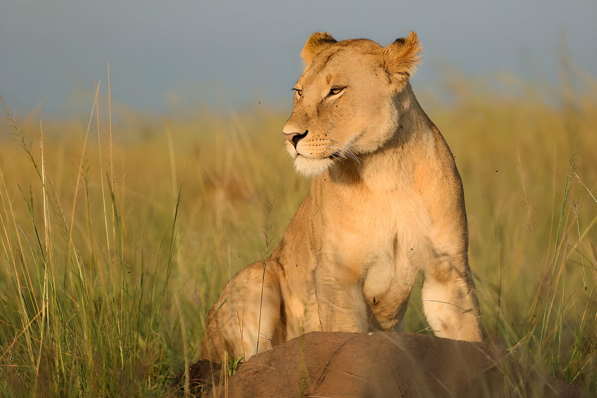 Majestic Lioness in the Savanna